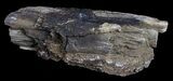 Unpolished Petrified Wood Limb - Blue Forest #6223-2